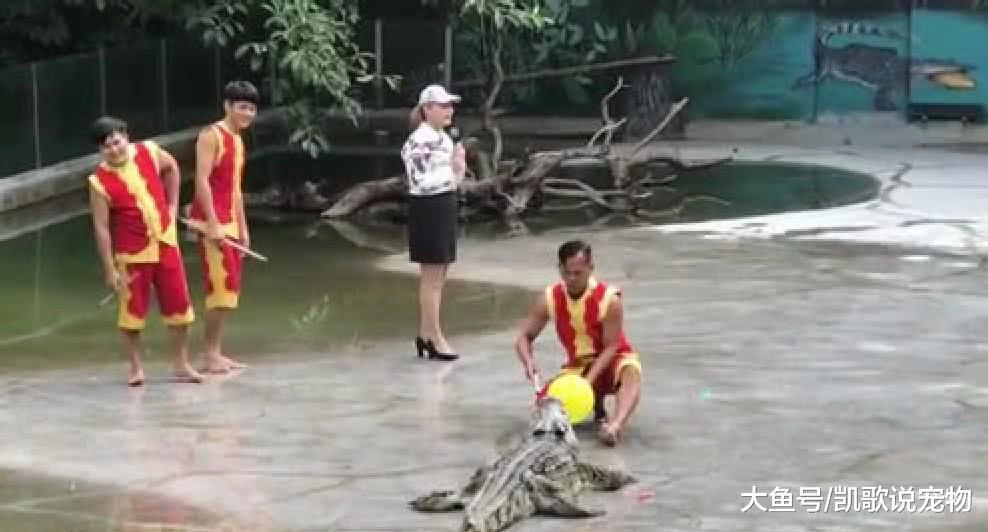 驯养师拉鳄鱼表演, 结果旁边小伙落水, 吓得所有人员连滚带爬