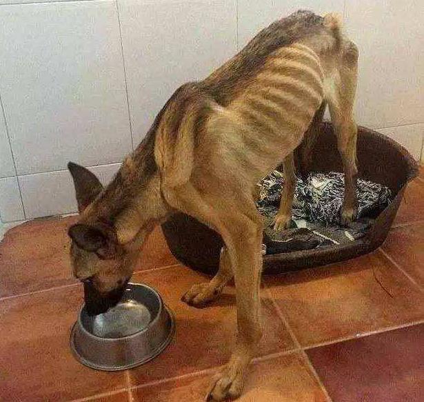 狗狗偏瘦的5大原因, 作为铲屎官, 我们要了解!