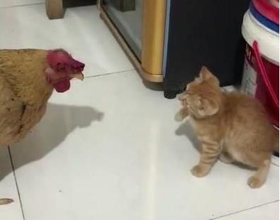 去菜市场买鸡, 顺手20元买只小奶猫, 它和鸡的互动亮了, 笑哭主人