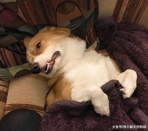 为什么柯基犬喜欢用屁屁向着你, 并不只是它屁股大的原因!