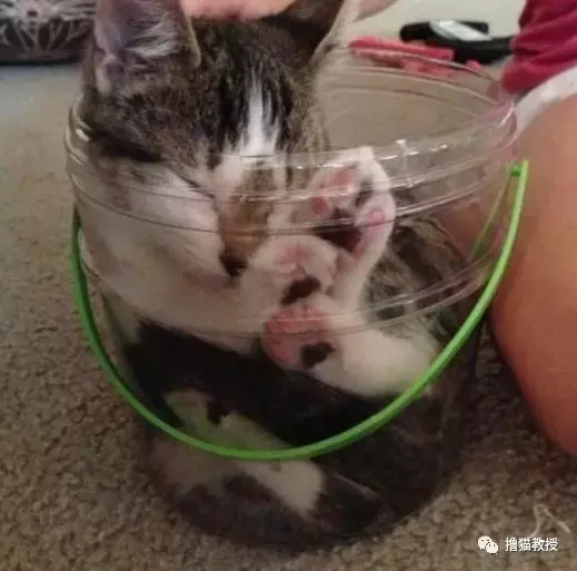 猫窝, 是对喵星人灵魂的侮辱