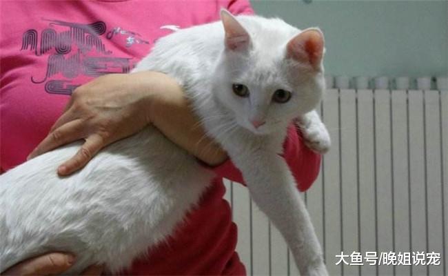 猫咪为什么老是不让主人抱? 原因有5个, 跟主人也有关系