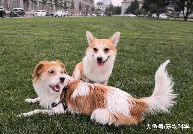 既然养了, 就要负责, 不要抛弃它们