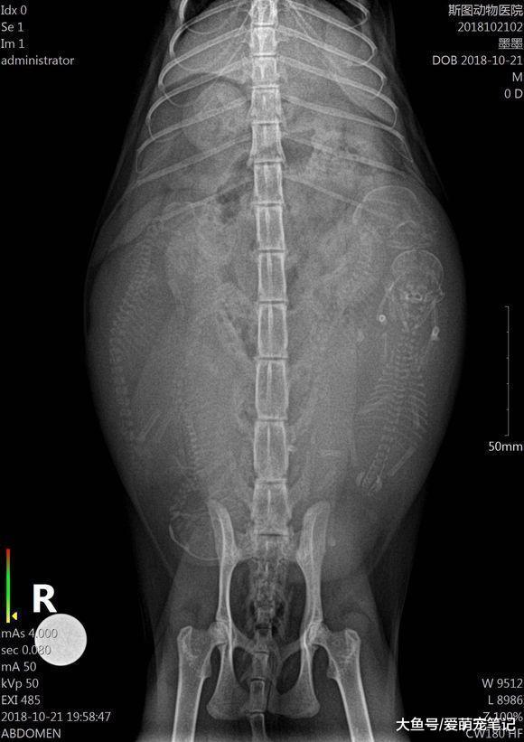 带家里的狸花猫去做产检, 意外收获四只小生命, 网友: 喜当猫外婆