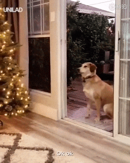 门明明开着, 狗子非要主人“开门”才进来: 你跟玻璃门有过故事?