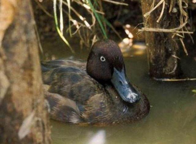 5种灭绝后仍被发现的动物, 第3种如今成热门宠物