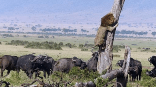 狮子攻击野牛, 结果来了一群野牛, 把狮子堵在树上不敢下来