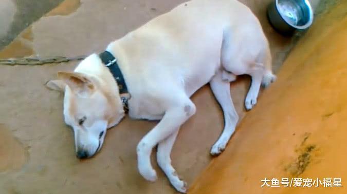 家中土狗躺在地上“打太极”, 主人凑近一看发现的另有隐情!