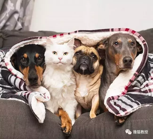 白雪公主和两只大舔狗: 如果不是真的喜欢, 谁又喜欢做舔狗呢