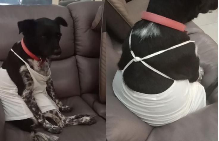 老妈怕它冷! 汪汪被迫穿交叉细肩带衣服一脸委屈的坐沙发