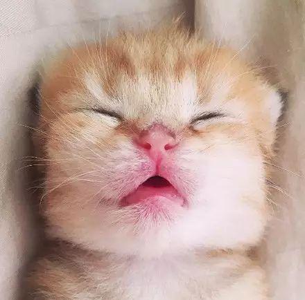 岁月是把杀猪刀, “杀”了我的小奶猫