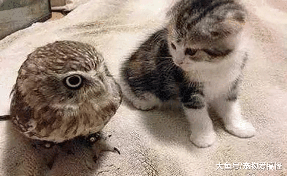 猫咪和猫头鹰一见钟情“私定终身”