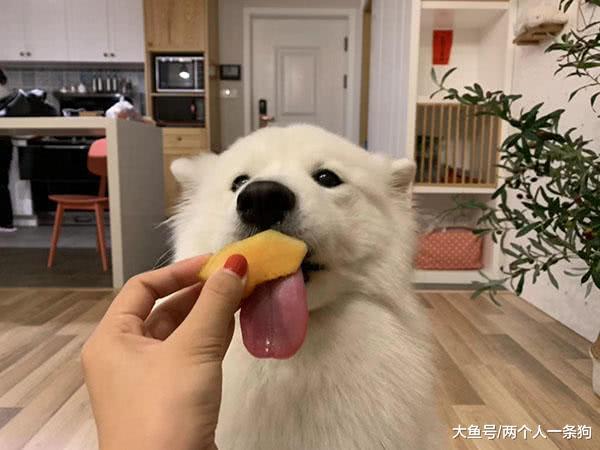 萨摩耶吃蜜瓜要配备仆人, 因担心太大块掉到地板, 软糖: 勤俭节约