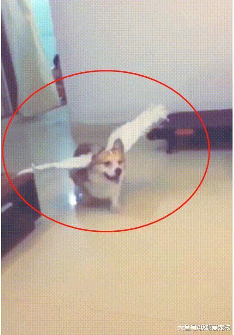 主人把柯基打扮成了“小天使”, 一个冲刺还能飞? 网友: 小飞基!