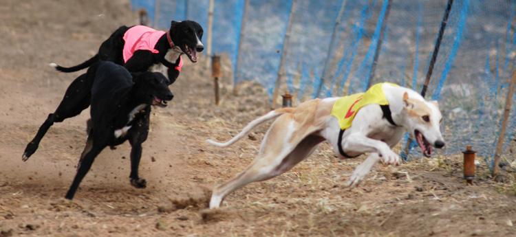 佛罗里达将通过投票决定取缔赛犬活动, 工作人员却称赛犬更幸福