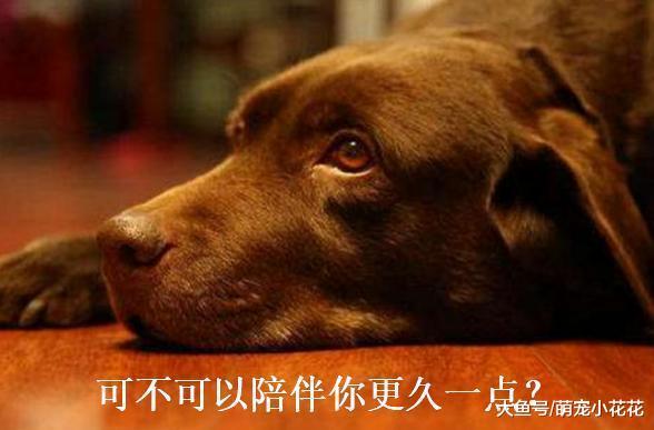 切记! 狗狗一旦出现在这5个表现, 离死亡就不远了!