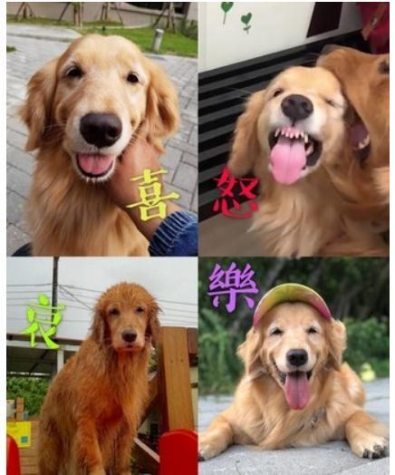 跑累了的萌金穿成粉色汤包趴地甜笑, 妈妈淡定: 它睡着了