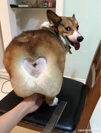 为什么柯基犬喜欢用屁屁向着你, 并不只是它屁股大的原因!
