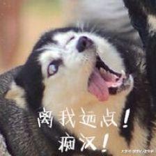 二哈被女主人抱在怀里, 表情十分享受: 这搞得我都不好意思拆家了