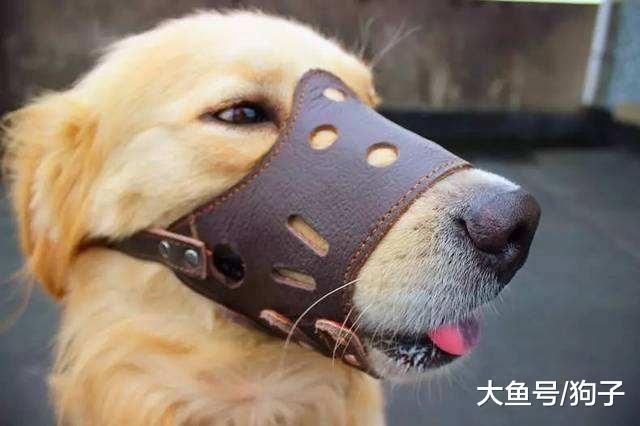 史上最严遛狗令出炉, 其实狗不难管, 难管的是背后的人!