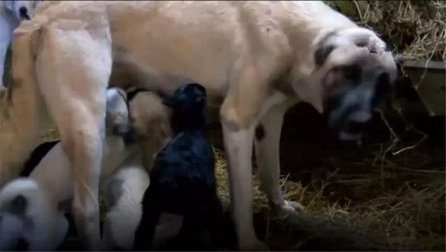 牧羊犬收养被遗弃羊羔, 每日带在身边精心照料, 当成亲生狗宝对待