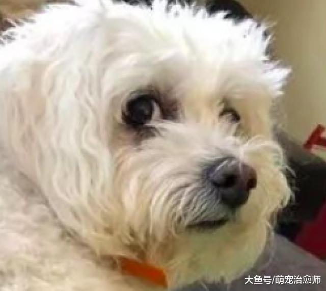 狗狗的韧带拉伤了, 为了治疗把它屁股上的毛给剃了, 有点性感呢!