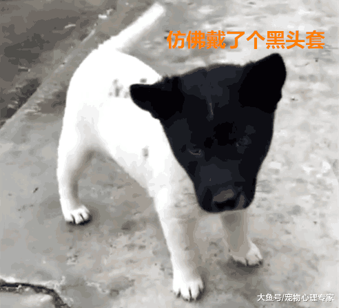 屡遭嫌弃的小土狗, 老人看后很激动: 无价之宝! 再多钱也不卖