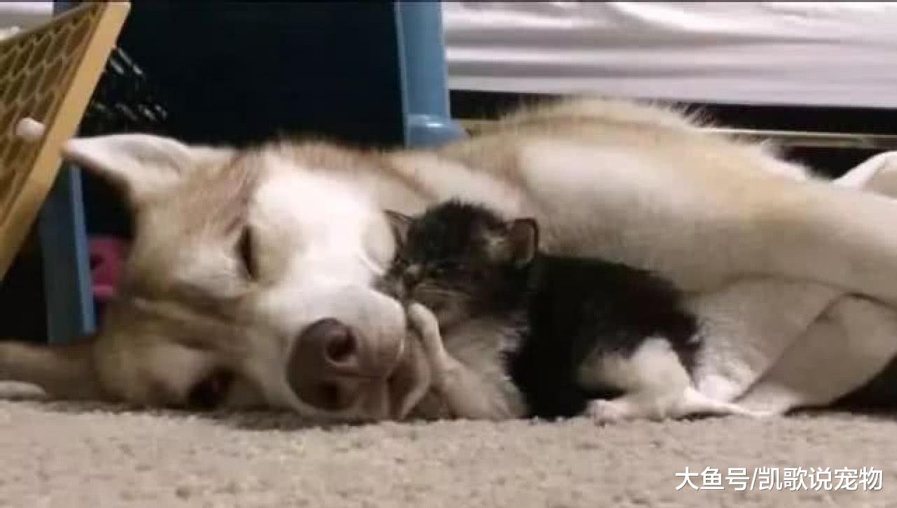 女子心善带回流浪奶猫, 家中狗狗贴心照顾, 画面温馨暖哭众人