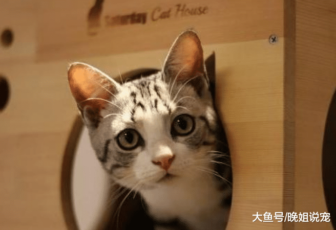 猫咪对主人依赖性有多强? 当它们做这5种事时, 记得多陪陪它们