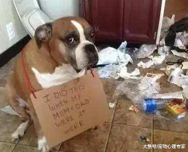 柯基犯错后毫无悔意, 竟露出这样的姿态, 铲屎官气得需要救心丸