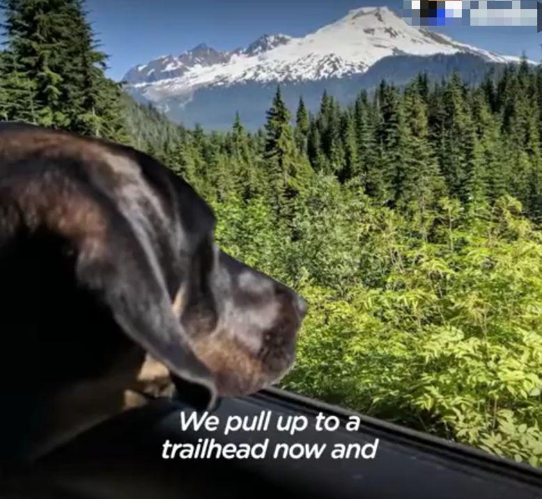 在领养人的帮助下, 后腿残疾的狗狗重新开始奔跑, 爱能治愈一切!