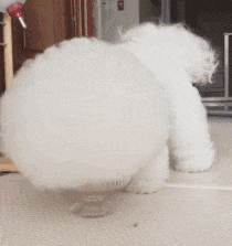 头大腿短傻傻的, 但比熊是真的萌