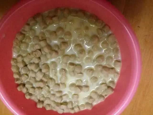 泰迪拒食不吃狗粮, 铲屎官反复劝食无效, 学会三招让泰迪不挑食!
