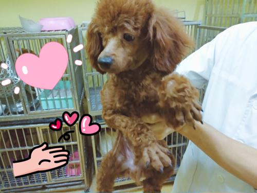 弃养等同于谋杀! 在国外, 这些重罪的行为, 在我们国家每天都在发生