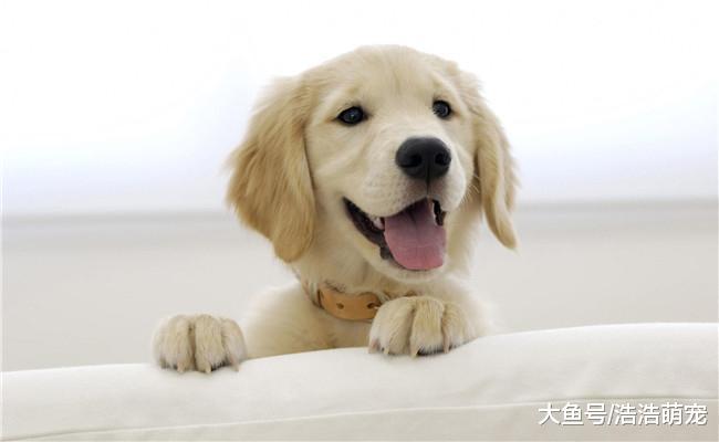 宠物版的长大前后对比图, 我感觉还是小时候的宠物可爱