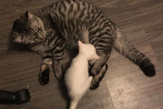 小奶猫认错妈妈, 趴在公猫肚子上要喝奶, 公猫的表情亮了: 喵?