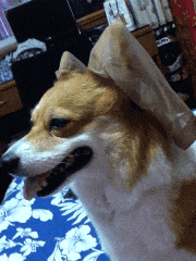 宠物GIF图: 我感觉自己家的猫中了邪!