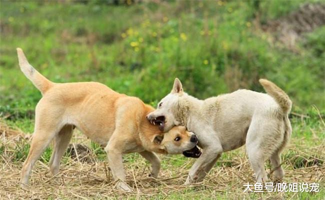 每个月花两三千来养狗的人, 都是“有病”吗? 需要看收入