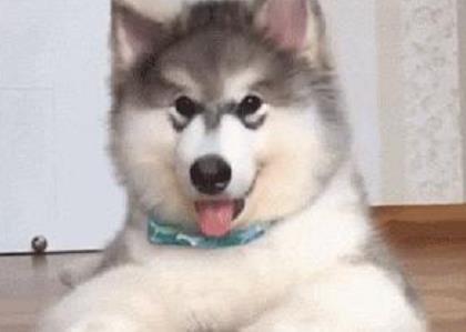 小阿拉在公园遛弯玩得正欢, 听到要回家不乐意了, 坐在地上不起来