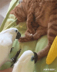 网友坚称自己没养猫, 结果妈妈到家看到带着猫印的面团, 网友……