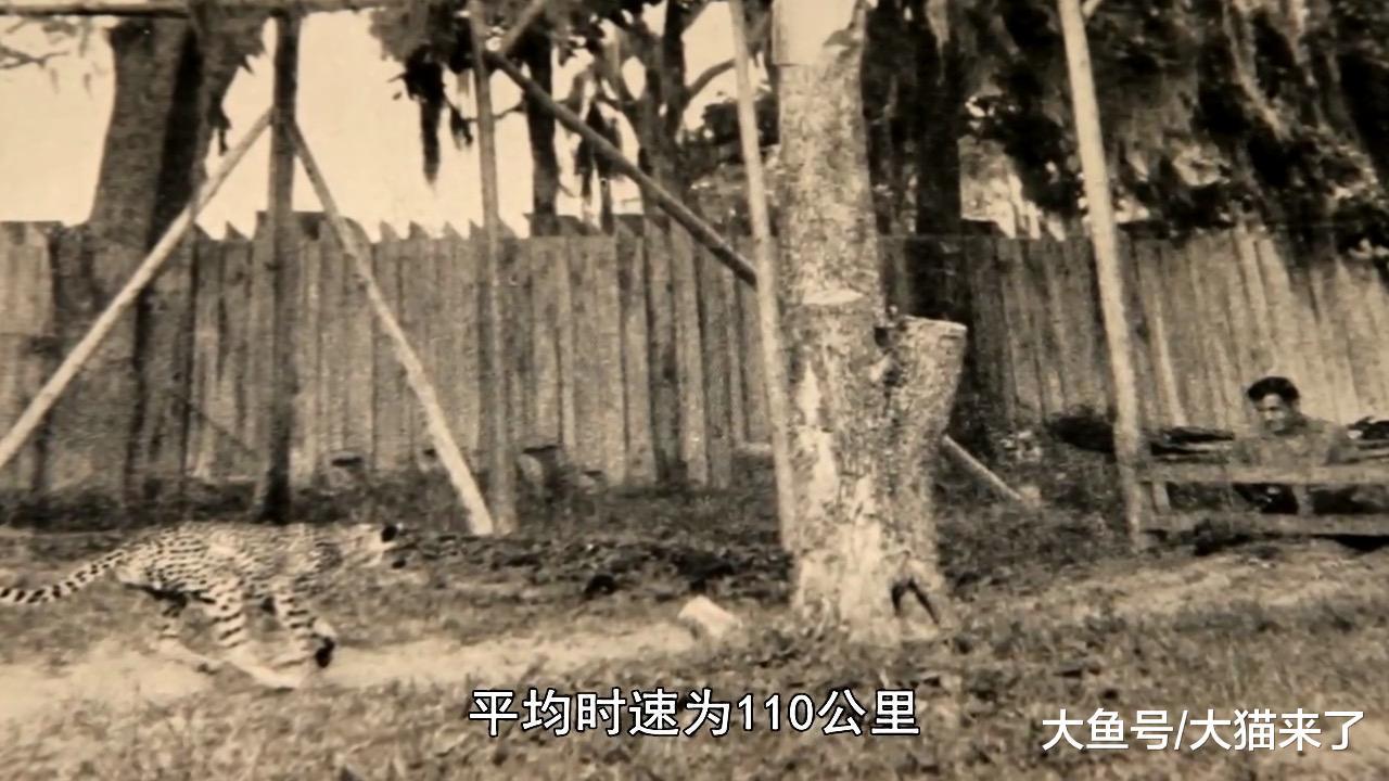 猎豹的时速可达110公里? 科学家测试了367只猎豹才发现是人高估了