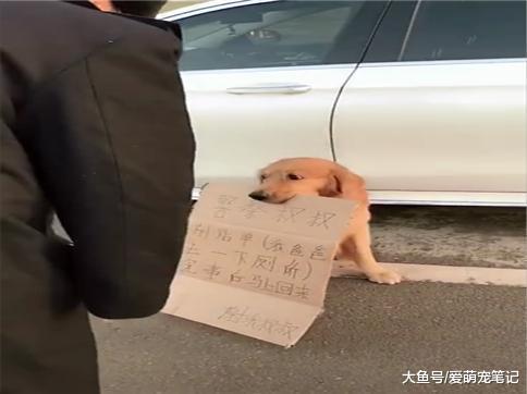 网友担心上厕所车被贴罚单, 就让金毛举牌站岗, 网友: 养狗的好处