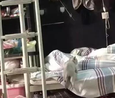 同学在寝室养猫, 猫咪自己会爬楼梯上下铺, 动作太萌笑哭主人