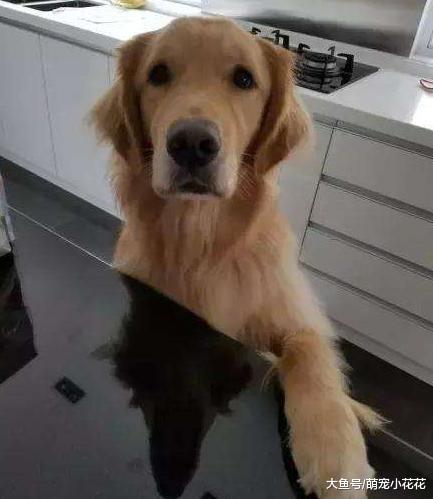 你不得不承认, 养金毛犬都有这5个“怪事”, 怀疑是假的!
