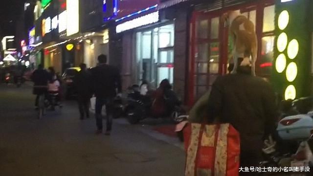 马善被人骑, 人善被狗骑? 小土狗骑在流浪汉主人的头上, 好霸气