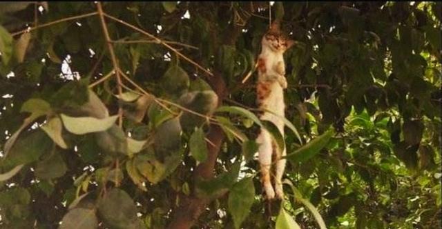“死猫挂树头, 死狗弃水流”, 知道为什么吗?