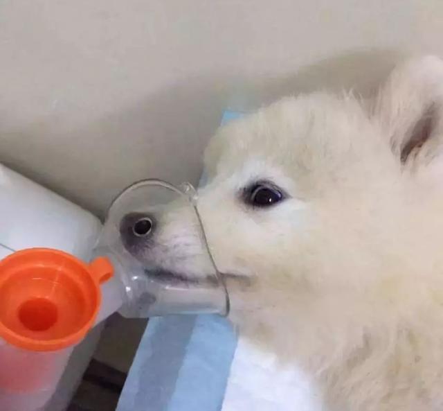 疾病幼犬的三个主要成因, 大部分来源于流通中, 铲屎官购犬需注意