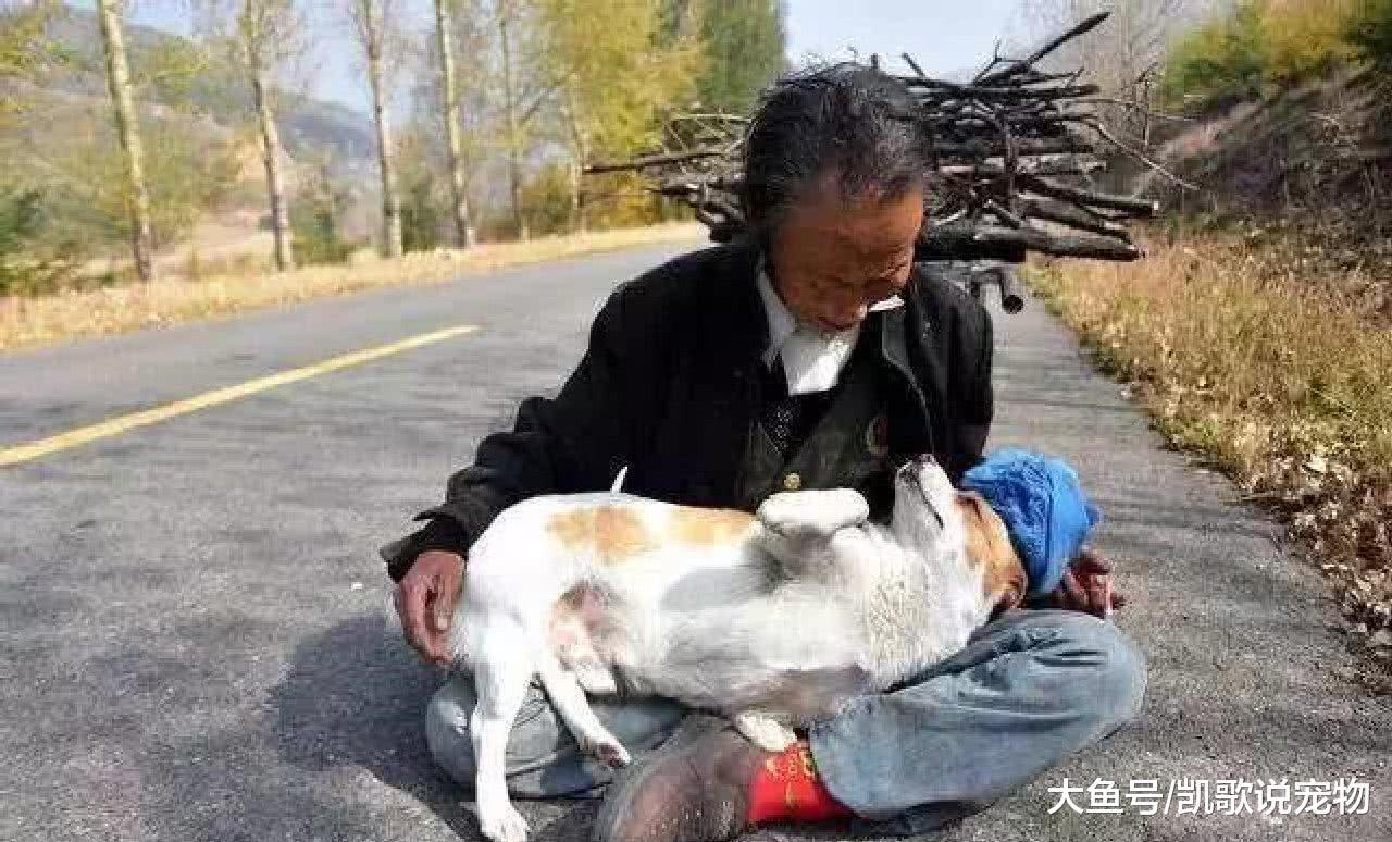 狗狗和老夫妇相依为命, 多次救下老奶奶命, 狗: 你是我的唯一