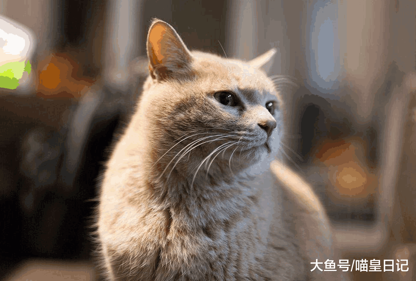 爱黏人的猫都有这五种特征, 看看你家的喵星人喜不喜欢黏人吧!