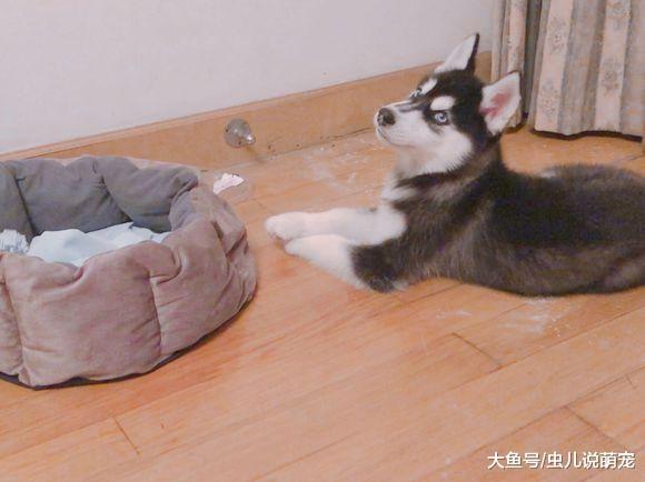 以前二哈睡觉的窝现在已经容纳不下它了, 它每次睡觉都瞪眼!